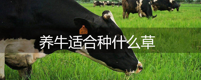 養牛適合種什么草 養牛適合種什么草