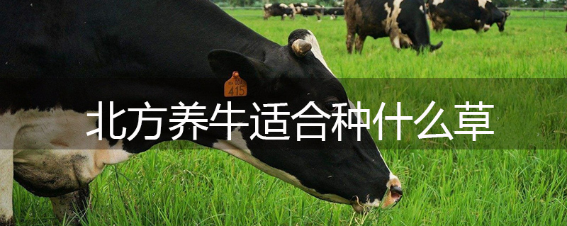 北方養牛適合種什么草 北方養牛適合種什么草