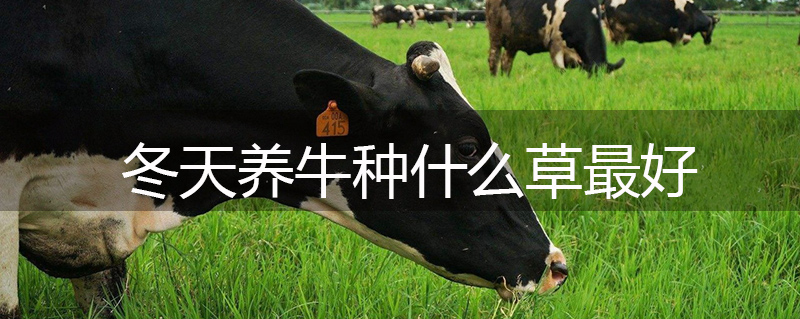 冬天養(yǎng)牛種什么草最好