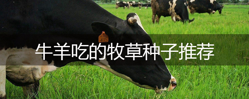 牛羊吃的牧草種子推薦 牛羊吃的牧草種子推薦