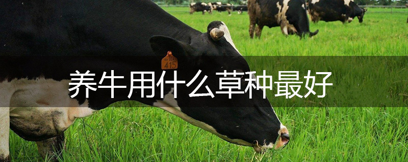 養(yǎng)牛用什么草種最好 養(yǎng)牛用什么草種最好