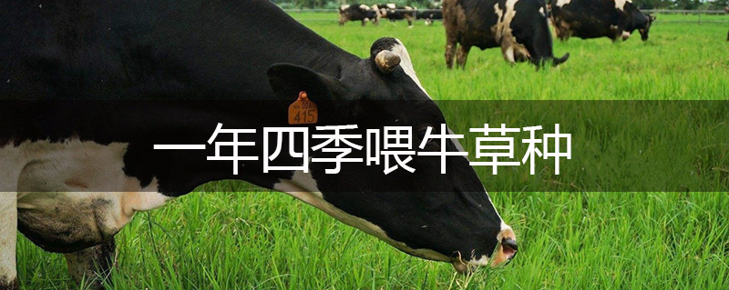 一年四季喂牛草種 一年四季喂牛草種