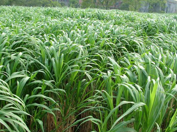 1627367723651596.jpg image.jpg