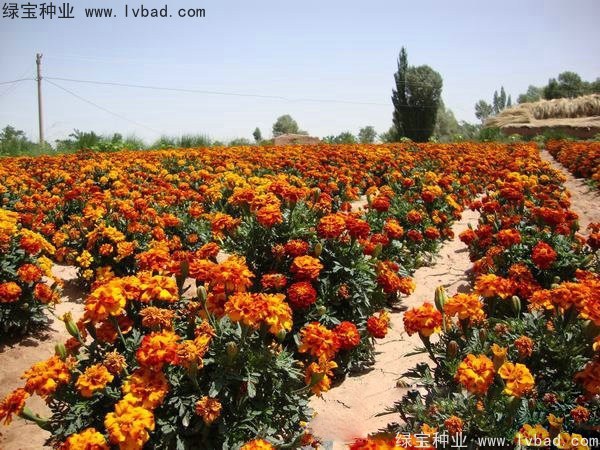 1627368214572506.jpg image.jpg