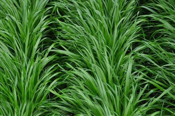 1627368372247278.jpg image.jpg