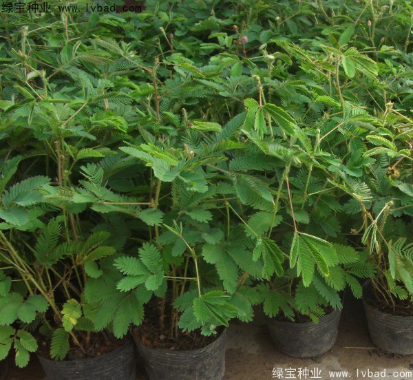 1627369316585883.jpg image.jpg