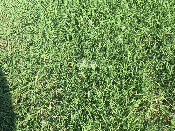 1627370220902705.jpg image.jpg