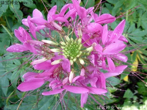 1627370525623243.jpg image.jpg