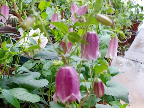 1627372511695647.jpg image.jpg