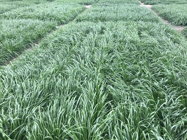 1627372630255738.jpg image.jpg