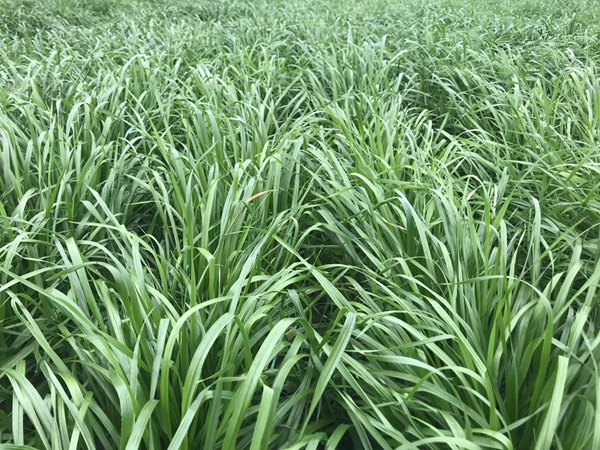 1627372649817433.jpg image.jpg