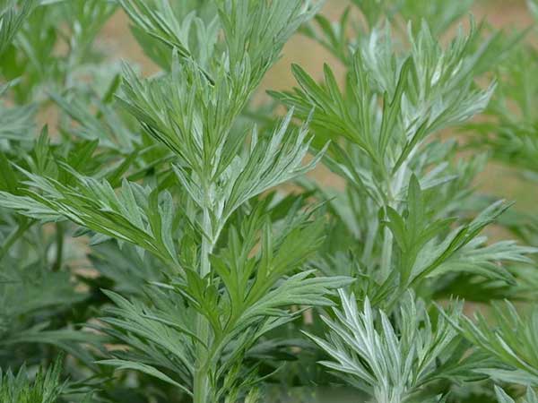 1627372848859413.jpg image.jpg