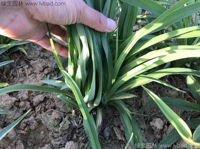 1627373777147871.jpg image.jpg