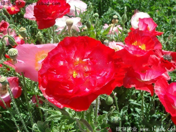 1627373910709429.jpg image.jpg