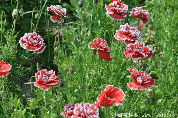 1627373916792661.jpg image.jpg