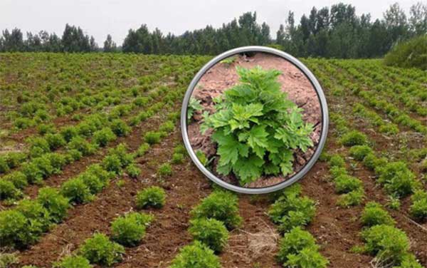 1627376895979852.jpg image.jpg