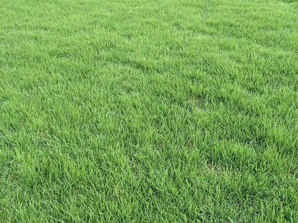 1627377006333058.jpg image.jpg