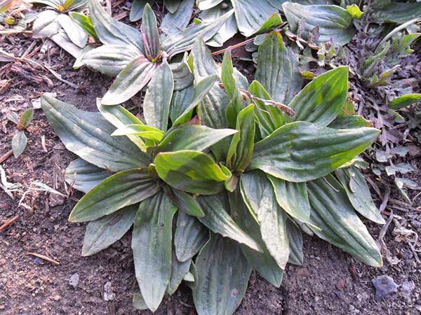 1627377302152402.jpg image.jpg