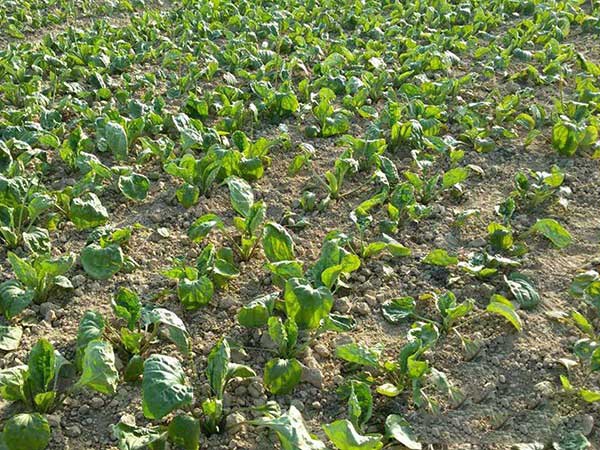 1627377312180275.jpg image.jpg