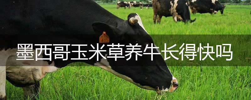 墨西哥玉米草養(yǎng)牛長得快嗎 墨西哥玉米草養(yǎng)牛長得快嗎