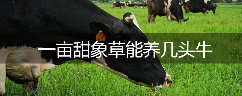 一畝甜象草能養幾頭牛 一畝甜象草能養幾頭牛