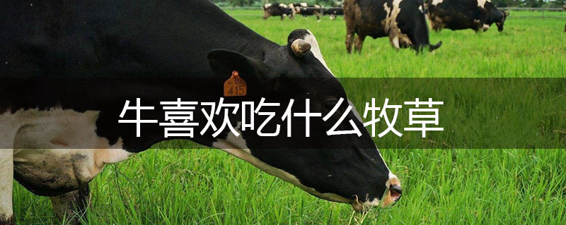 牛喜歡吃什么牧草 牛喜歡吃什么牧草