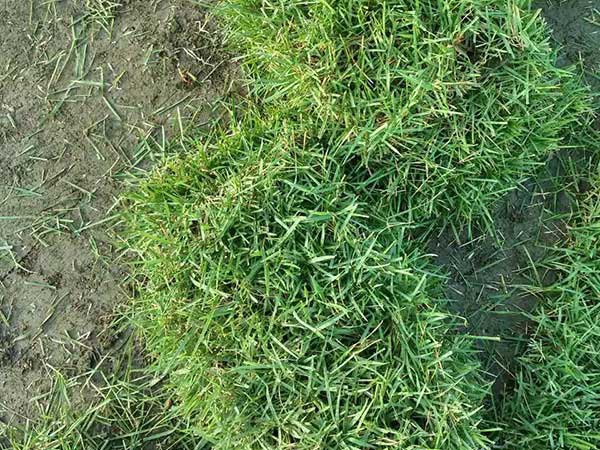 1627379381912123.jpg image.jpg