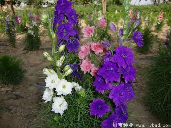 1627379476892927.jpg image.jpg