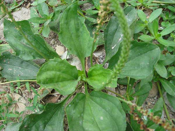 1627379902759668.jpg image.jpg