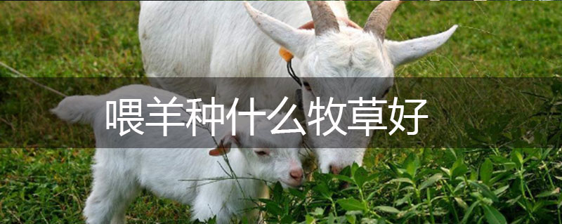 喂羊種什么牧草好