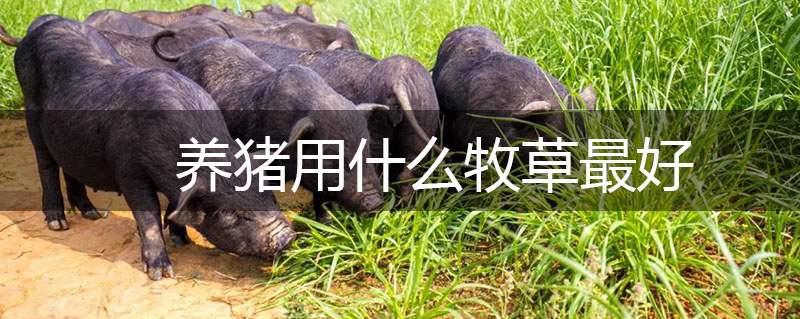 養(yǎng)豬用什么牧草最好 養(yǎng)豬用什么牧草最好