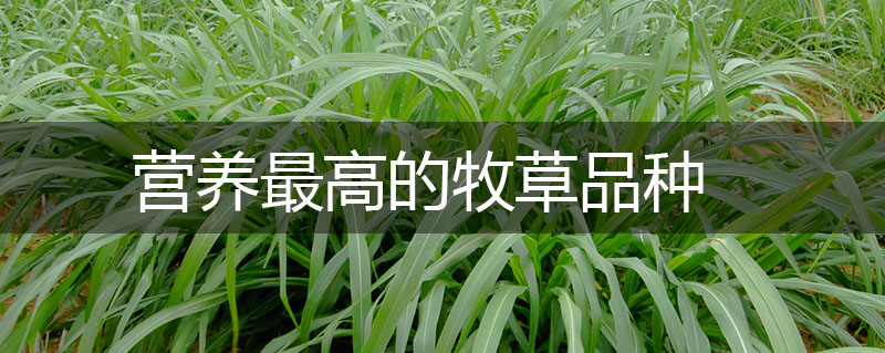 營(yíng)養(yǎng)最高的牧草品種 營(yíng)養(yǎng)最高的牧草品種