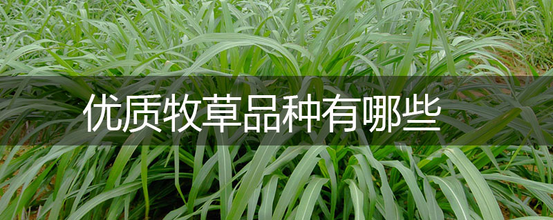 優質牧草品種有哪些 優質牧草品種有哪些