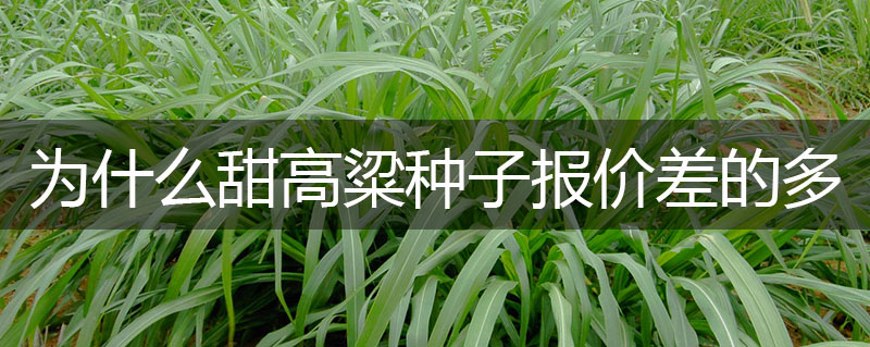 甜高粱種子價(jià)格為什么不同的商家相差十幾元