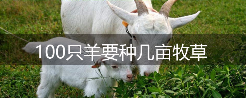 100只羊要種幾畝牧草