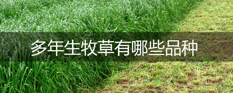 多年生牧草有哪些品種 多年生牧草有哪些品種