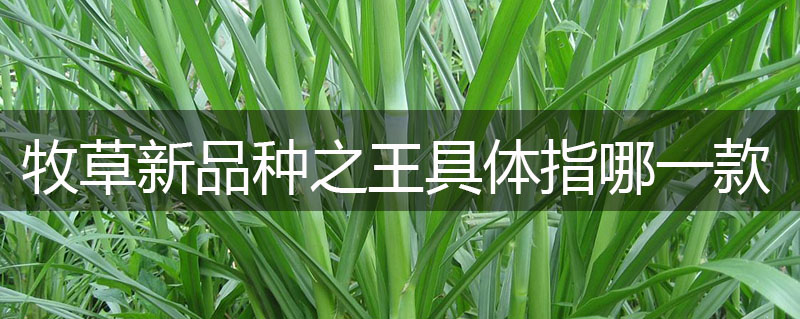牧草新品種之王具體指哪一款? 牧草新品種之王具體指哪一款?
