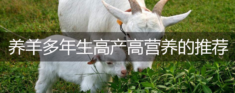 牧草種子養(yǎng)羊多年生高產(chǎn)高營(yíng)養(yǎng)的推薦