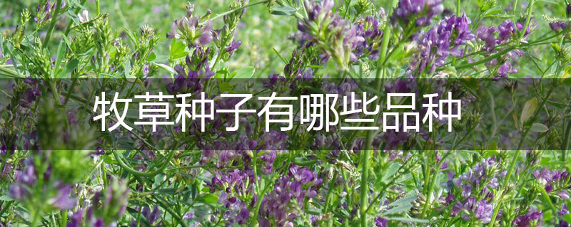 牧草種子有哪些品種 牧草種子有哪些品種