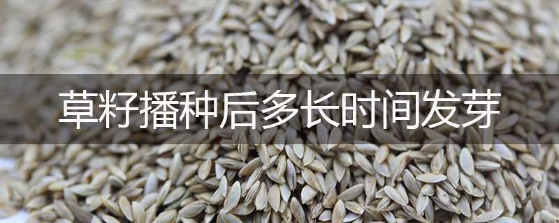 草籽播種后多長時間發芽 草籽播種后多長時間發芽