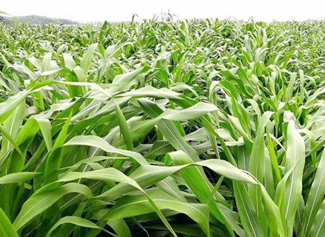 1627518758161902.jpg image.jpg