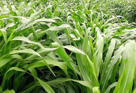 1627518770661685.jpg image.jpg