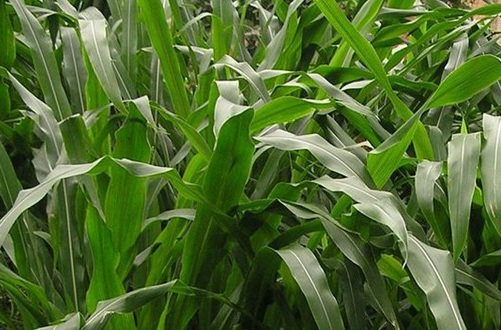 1627518829990891.jpg image.jpg