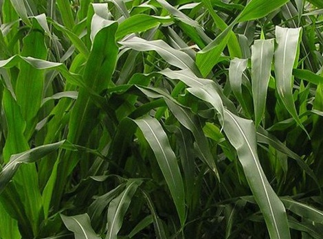 1627518869463391.jpg image.jpg