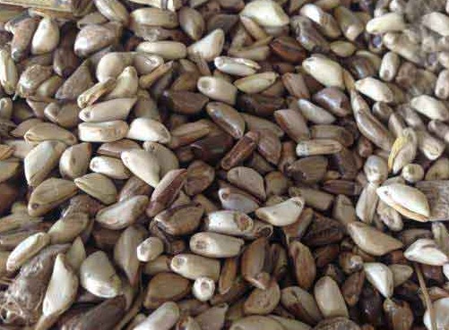 1627519452691414.jpg image.jpg