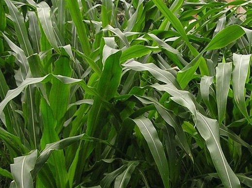 1627519580296245.jpg image.jpg