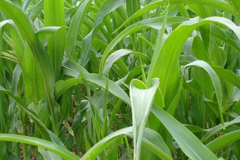 1627519599292033.jpg image.jpg