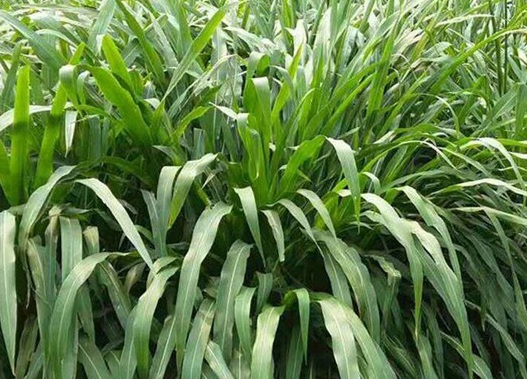 1627522515535763.jpg image.jpg