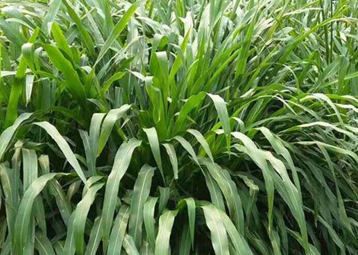 1627522857327227.jpg image.jpg