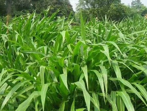 1627527966727326.jpg image.jpg